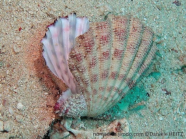 bivalve, valves à côtes, oreilles asymétriques, couleur taché ou rayé de mauve-crème,  surface petite écailles 