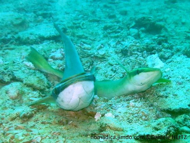 poisson, très allongé, gris, dessus tête aplatie à ventouse, yeux bande noire