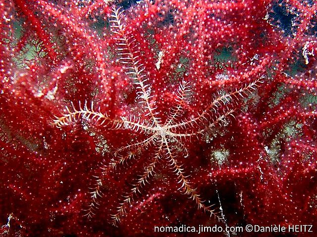 comatule, centre petit, 10 bras fins, bicolores, rose-blanc, pinnules espacées