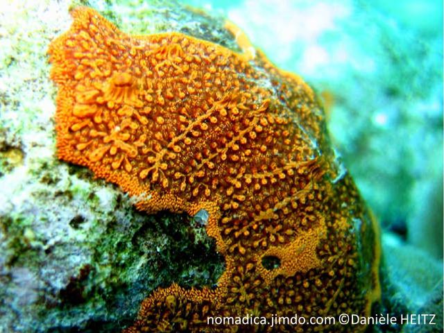 ascidie coloniale, orangé, fond violacé