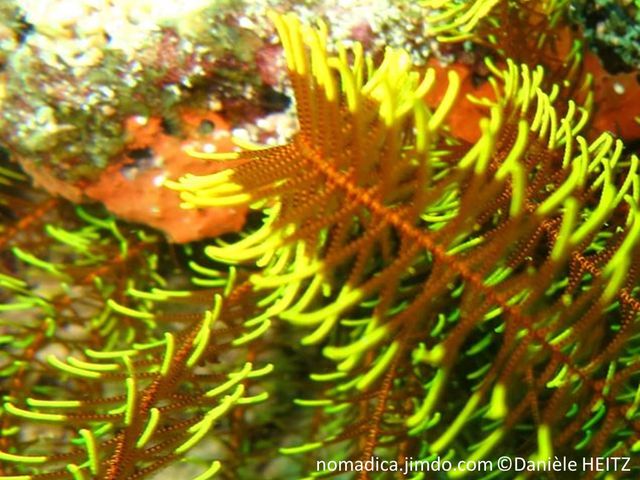 Comatule, forme buisson, couleur brun orange et jaune, pinnules hirsutes