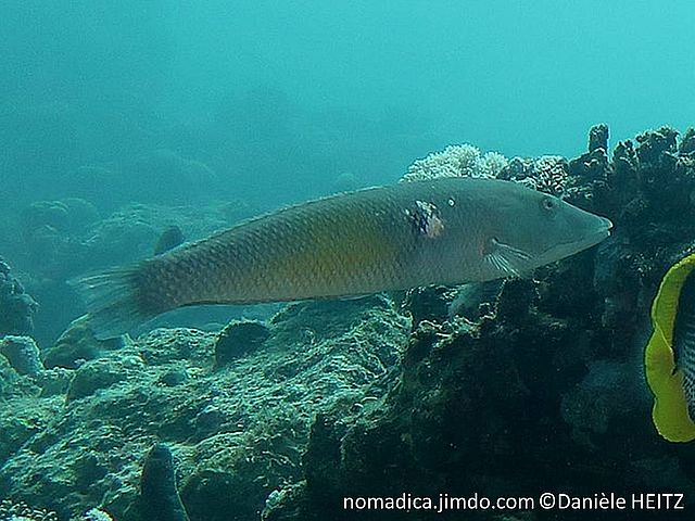 poisson, très allongé, gris verdâtre, museau pointu