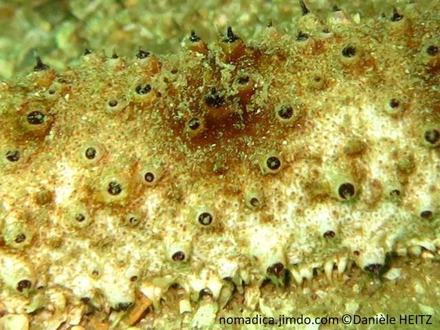 holothurie, détail surface