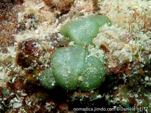 Algue verte, forme coussin aplati, formée de petites bulles collées et unes au autres