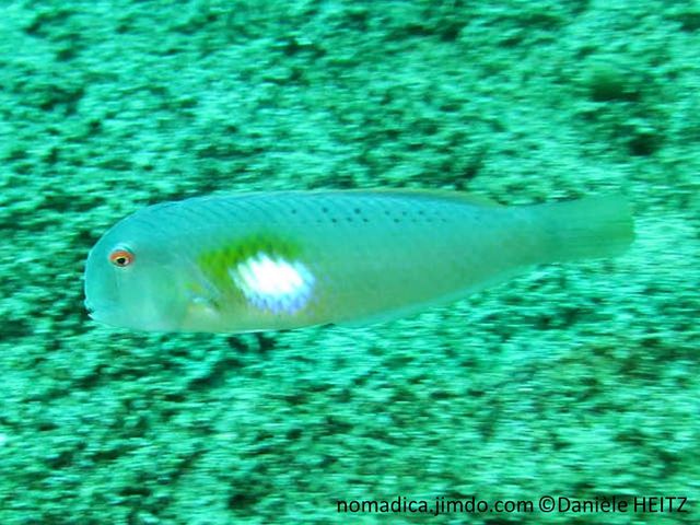 Poisson, front bombé, flanc, tache blanche, lumineuse