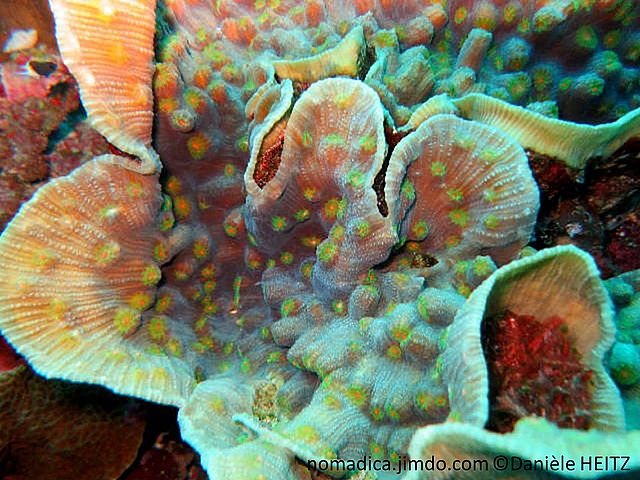 corail dur,  feuille, ondulée, surface, côtes rayonnantes, corallites, forme nez, colorées