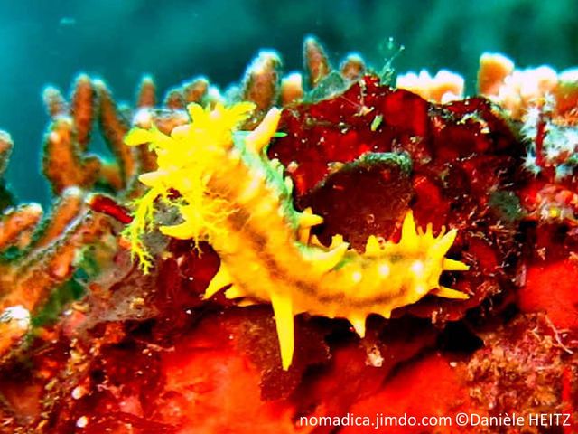 Holothurie, jaune vif, excroissances pointues irrégulières