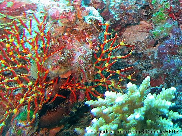 gorgone, forme buissonnante, rouge-orangé, intersections ,gros noeuds jaunes