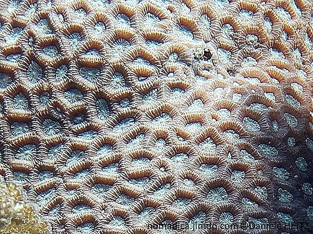 corail dur, massif, brun, motif, gros nids d'abeille, septes dentés 