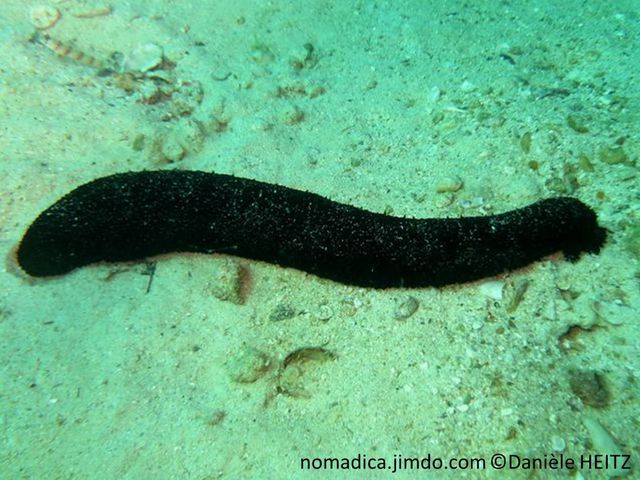 holothurie, cylindrique, noire, surface hérissée de papilles, tentacules peltés