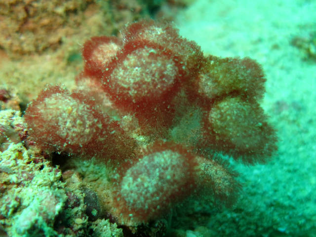 algue rouge, forme, bouquets de boules duveteuses, pédoncules épais, poilus, couleur rougeâtre à rosée