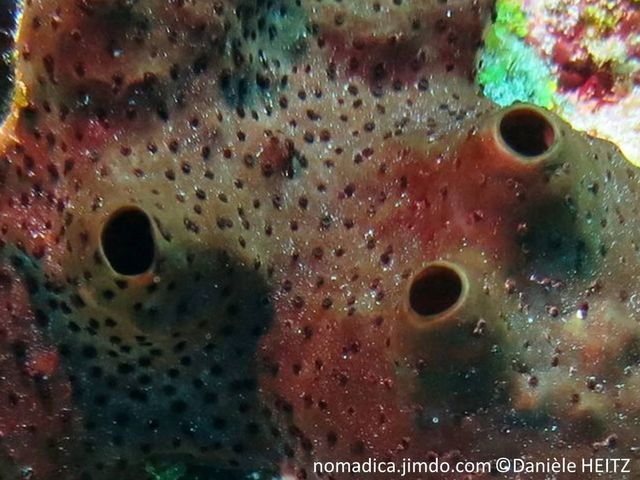 colonie de zoanthaires, brun-rougeâtre, très petits, symbiotiques des éponges, couronne de tentacules