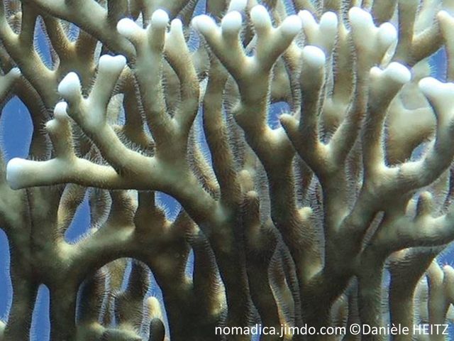 corail, forme arborescentes, brun-beige, branches ramifiées, terminaisons blanches, poils  fins