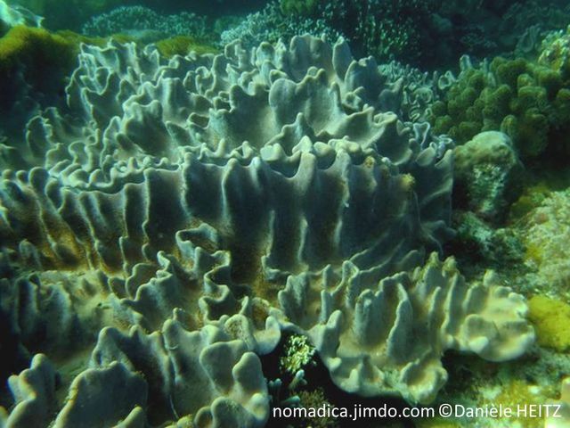 corail mou, plaque irrégulière, lobes en forme de crête, perpendicualire à la marge, brun-clair à grisâtre, verdâtre