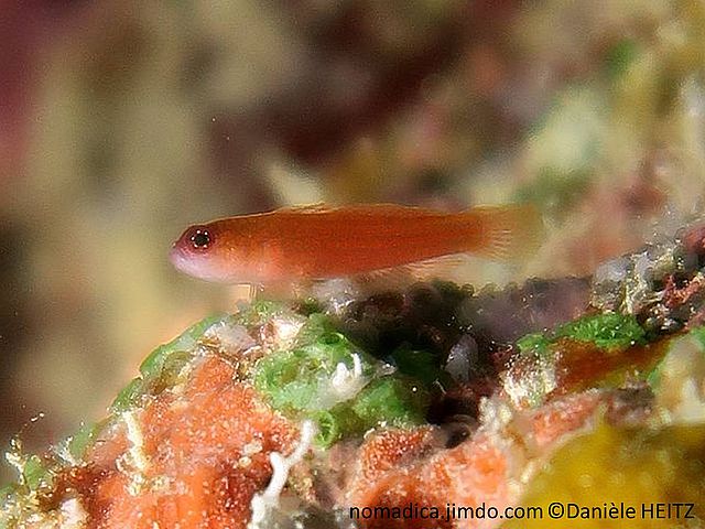 poisson, petit, corps allongé, grisâtre, lignes de gros points rose-orangé, tête, gorge blanche, gros yeux rougeâtres à petits points blancs