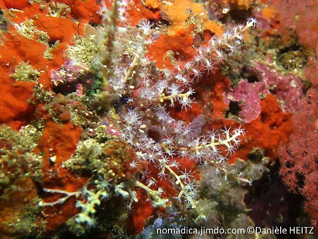 corail mou, branches blanc-sale, calices tubulaires, escpacés, polypes blancs, 8 tentacules pennés