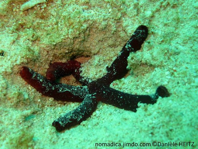 etoile de mer, brune, brun doré, 5 branches
