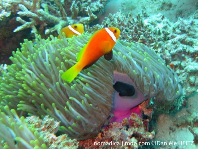 poisson, oragne, bande blanche