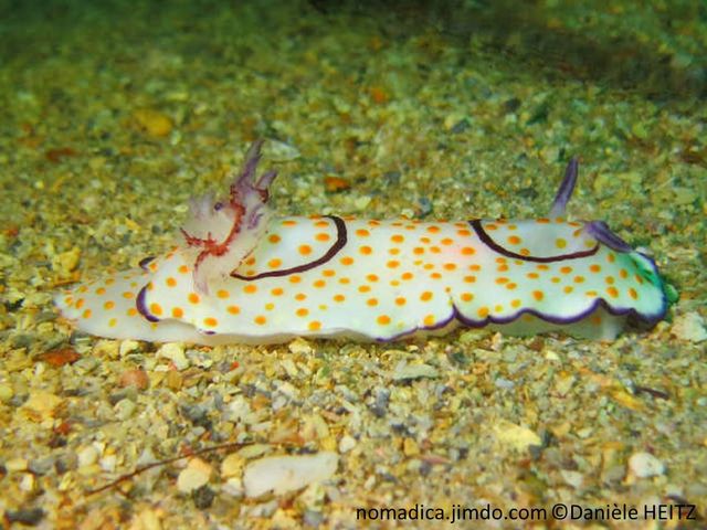 nudibranche, blanc, points oragnés, deux, anneaux, violets, autour, rhinophores, panache branchial