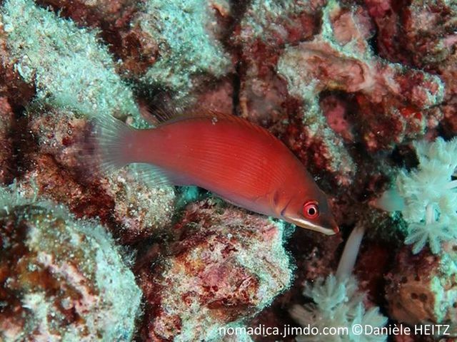 Poisson, allongé, rouge orangé, stries fines plus pâle, ventre mauve, tête gris mauve foncé, bande blanc-nacré sous l'oeil