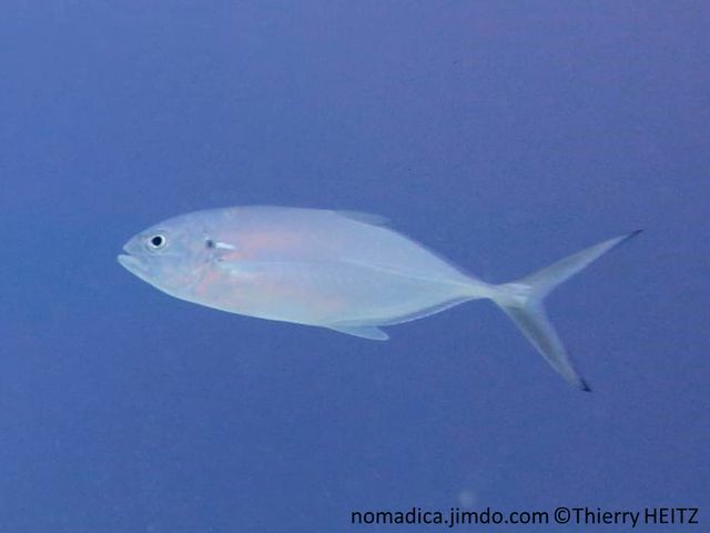 Poisson, corps fuselé, opercule, tache noire, queue échancré, pointes noires