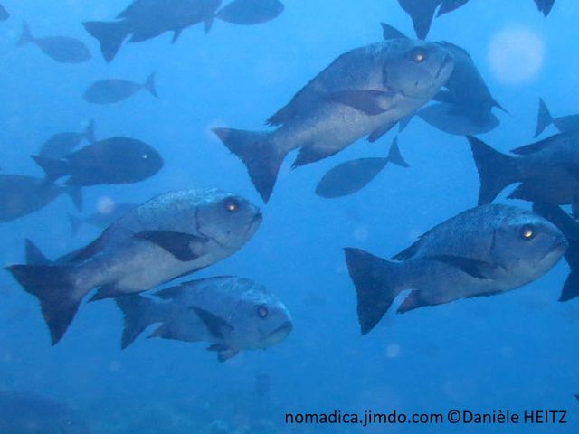 poisson, gris, noir
