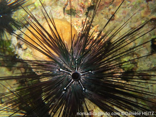 oursin, noir, longues épines, centre, motif en Y ,blanc-bleu-électrique, anus, sac noir