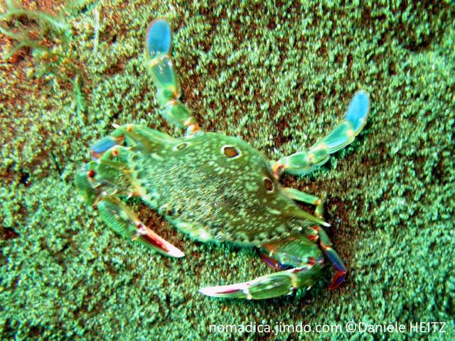 crabe, carapace, avant très large, vert olivâtre, arrière, 3 taches rougeâtres