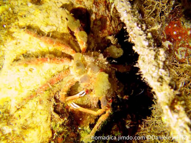 Crabe, orangé, décoré organismes marins, pinces très fines