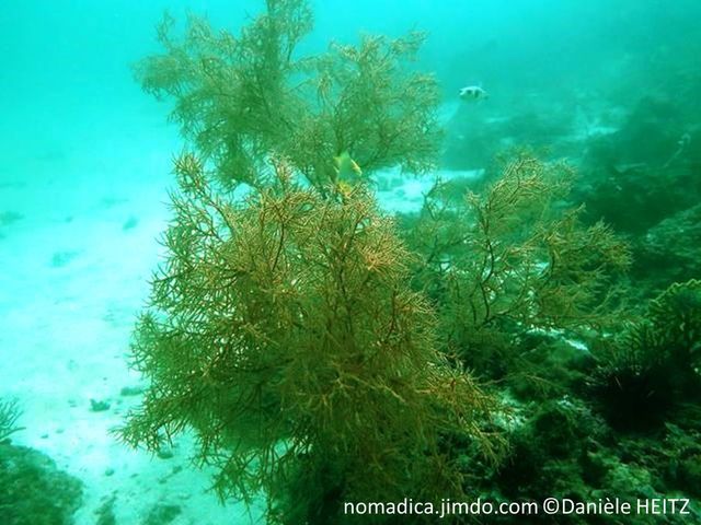 corail, forme arborescente, touffue, orangé,  branches zig-zag convexe, rameaux, droits, courts, polypes alignés sur un côté
