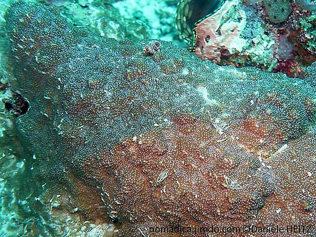 corail dur, encroûtant, brun,surface papilles, corallites 