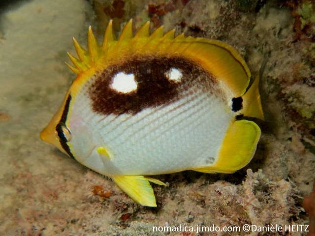 poisson, blanc, jaune, lignes obliques