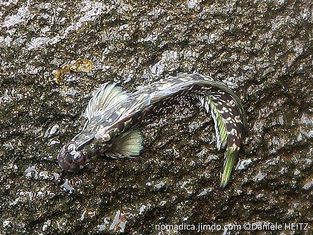 poisson sauteur sur rocher, tête large, museau aplati, corps allongé brun à taches crèmes, nageoires verdâtres