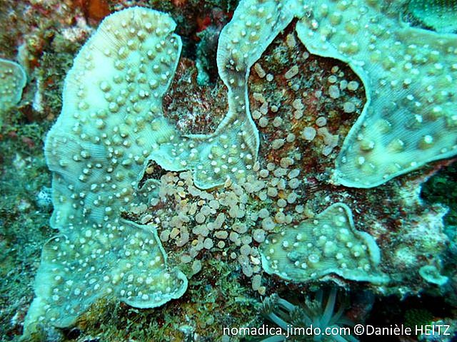 corail dur, lame encroûtante irrégulière, corallites  inclinées, disque oral, couleur contrastée
