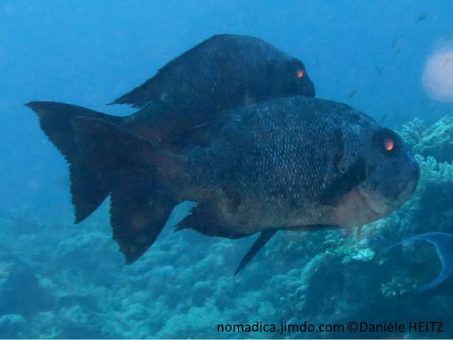 poisson gris, noir, juvénile, blanc, noir