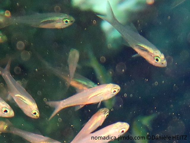 poisson, petit, en groupe, corps semi-transparent rosâtre, tête jaune, museau tache noire allongée