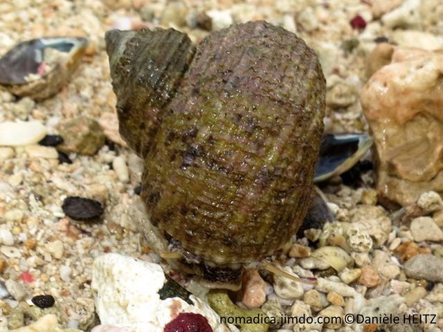 Escargot de mer, coquille, striée, première spire large, couleur verdâtre, brune