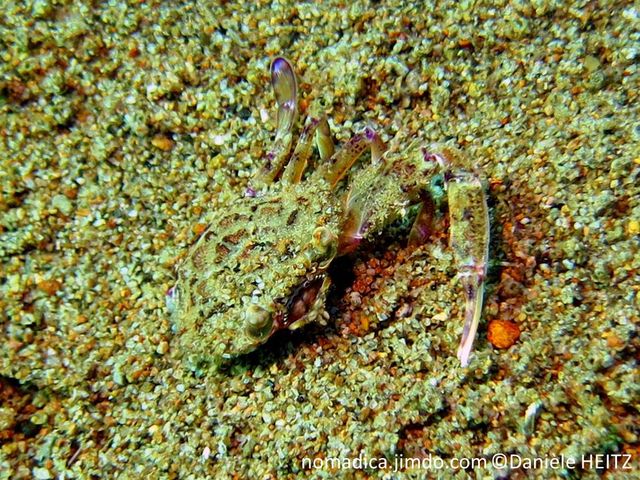 crabe, brun-olivâtre, carapace bosselée, bordure dentelée, pattes arrière, forme pagaie