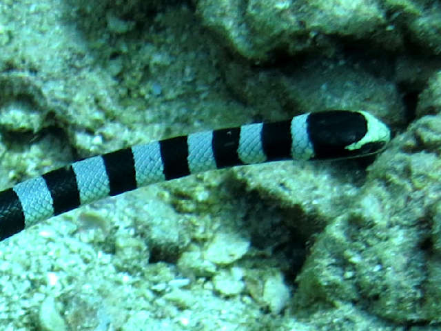 serpent, rayé noir