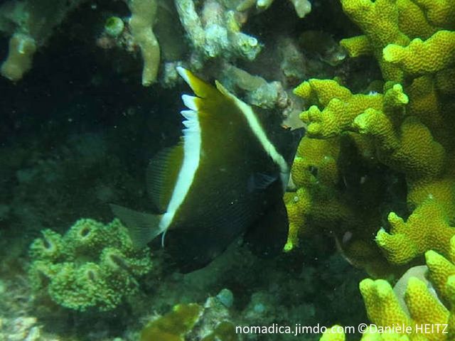 Poisson, forme triangulaire, brun foncé, bandes blanches en forme de V inversé, cornes entre les yeux, front, protubérance 