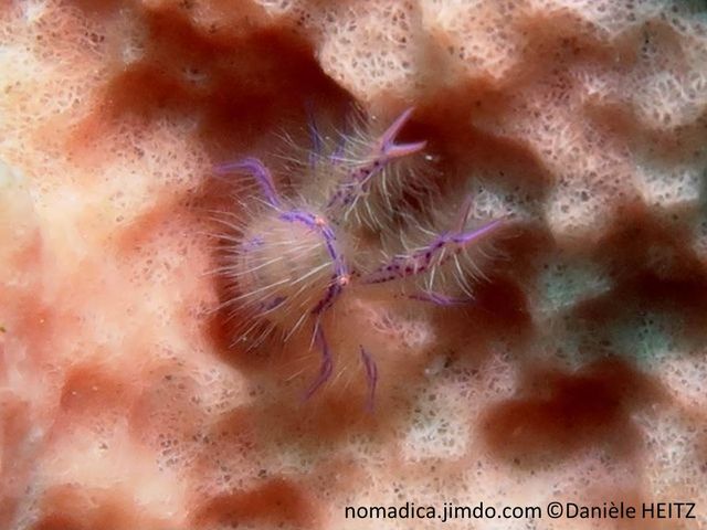 Galathée, corps poilu, rose pâle,  traits violets sur les pattes et bordure carapace