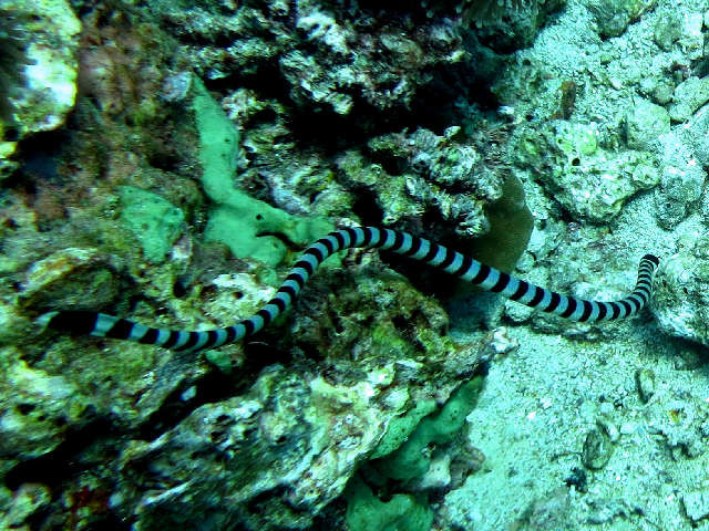 serpent, rayé, noir
