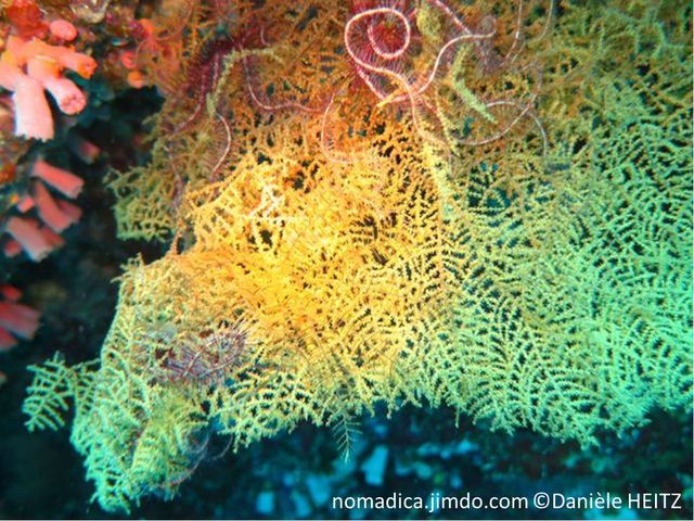 corail, forme flabellée, jaune, branches ramifiées, rameaux en alternance, polypes 6 tentacules charnus