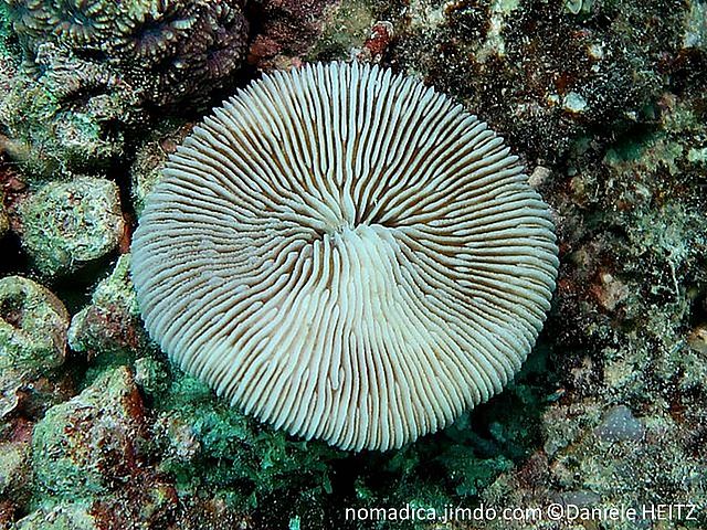 corail dur, forme ronde, plate, surface, crêtes rayonnantes, bouche  au centre