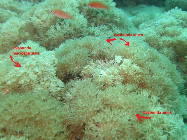 corail mou, forme bouquet de fleurs polypes, beige-clair, tentacules pennés, sans constractions pulsées