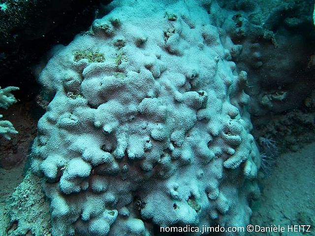 corail, gris-brunâtre, corallites petites, polypes en forme de petites fleurs