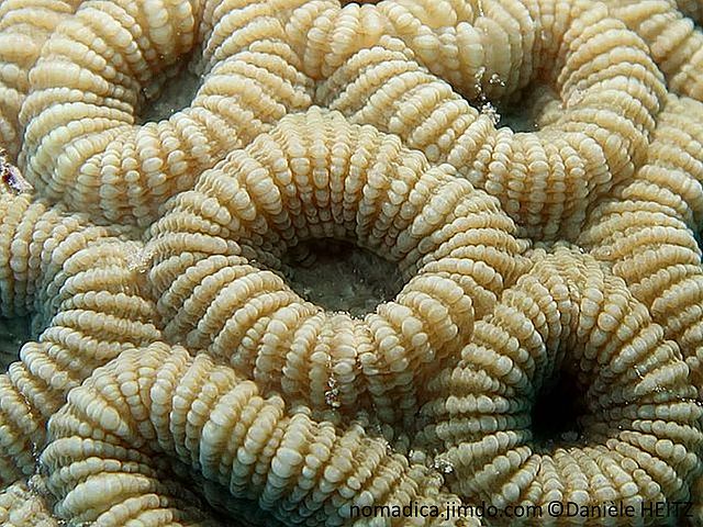 corail dur, massif, corallites profondes, setptes réguliers