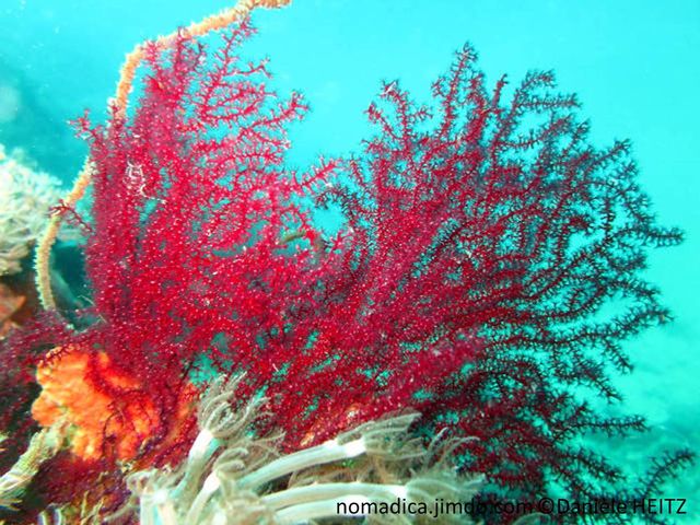 orgone, buissonnante, rouge-violacé, branches fines, polypes, 8 tentacules pennés centre blanc