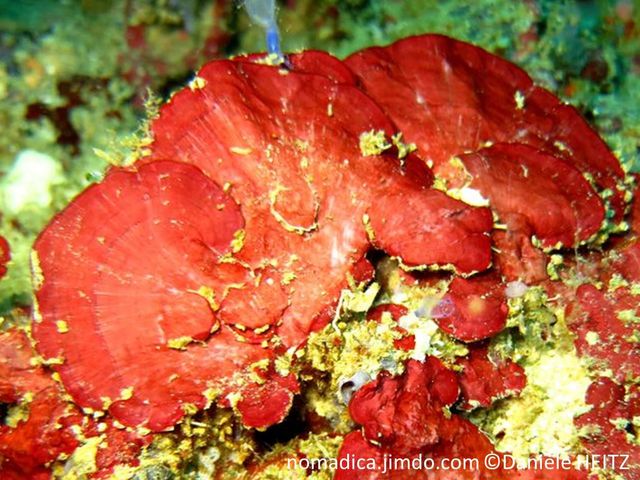 algue rouge, forme évasée en éventail, surface cercles concentriques 