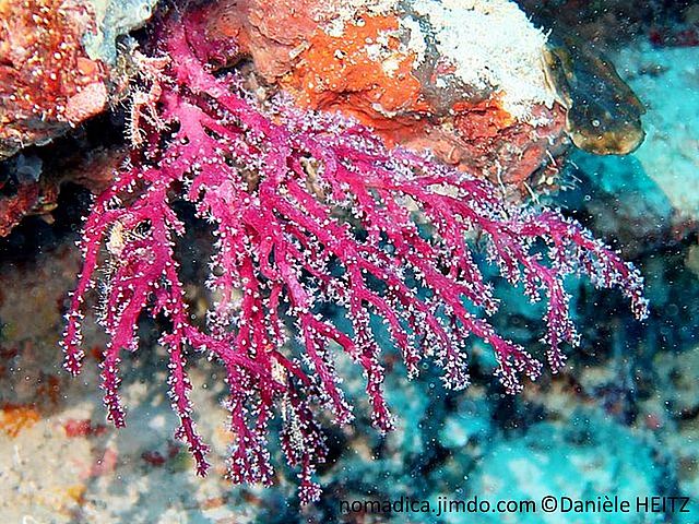 corail mou, tronc et branches épaisses, rose-violacé, polypes blanc, 8 tentacules pennés